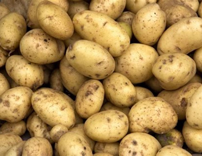 Potato