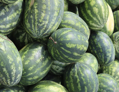Water Melon